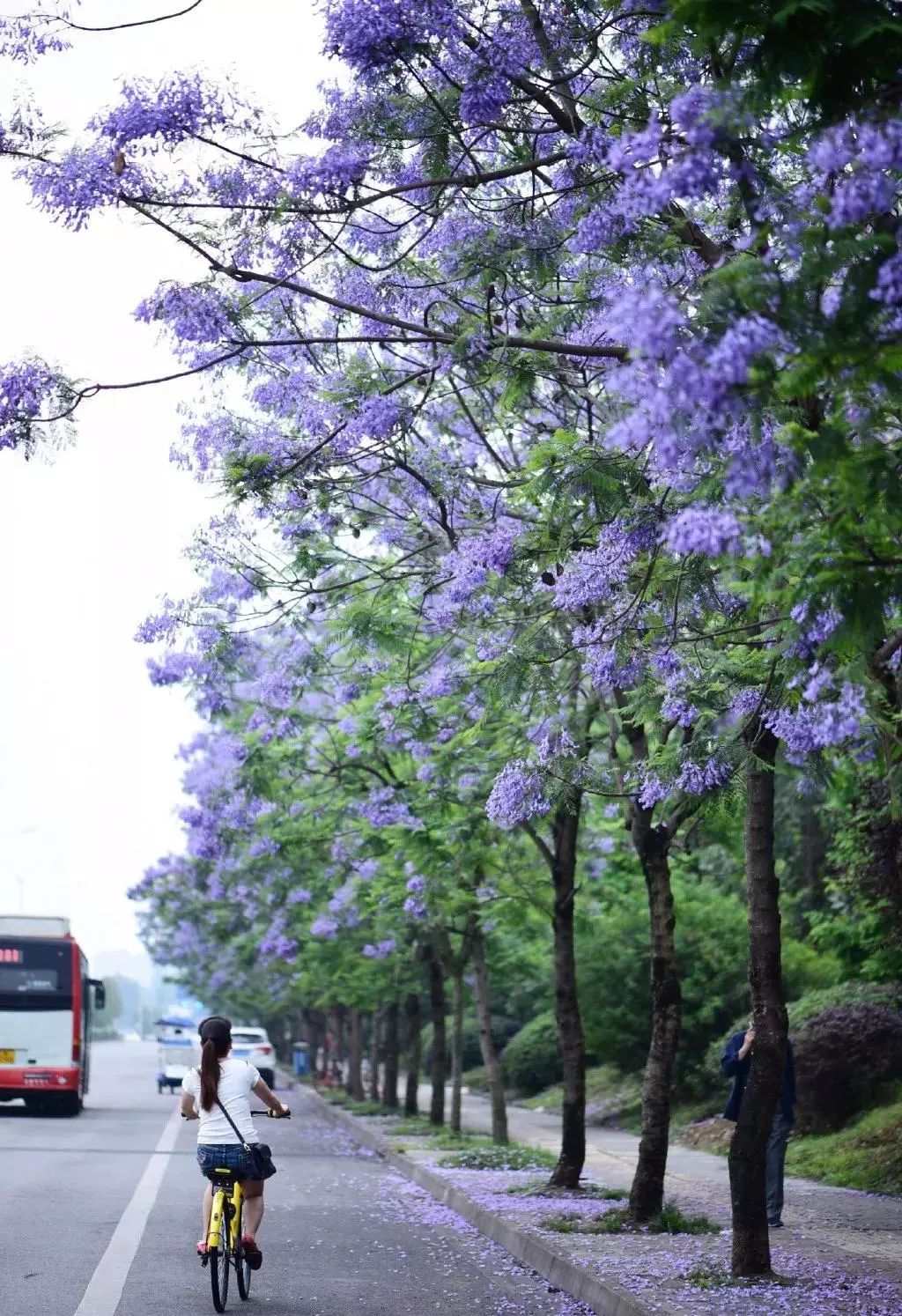 蓝花楹霸屏的季节,武侯惊艳你的绝不止1.7公里紫色花道 ……_大道