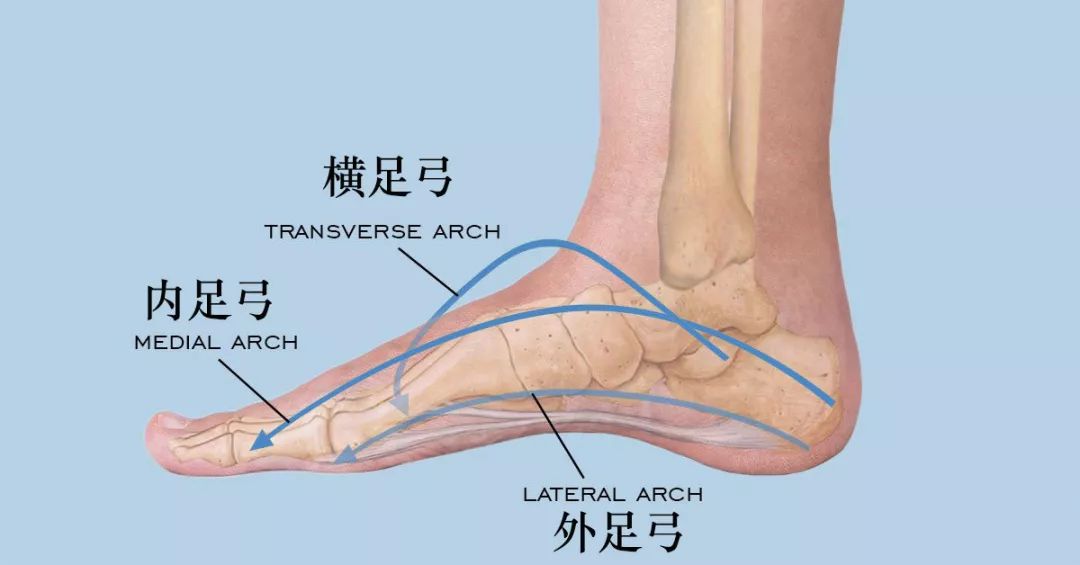 外侧足弓直接和脚跟的骨头相连,是身体在脚底的第一层基础,横足弓横在