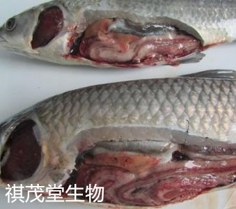 草魚出血病是草魚魚種培育階段一種病毒性魚病,其流行地區廣,流行季節