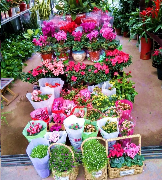 汕头花卉市场图片