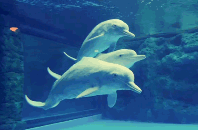 三都澳水域生态环境改善,"水中大熊猫"频频到访_中华白海豚