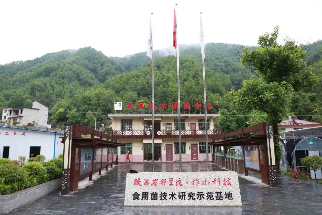 媒体团变"购物团" 全国网媒记者抢购柞水木耳助力消费扶贫