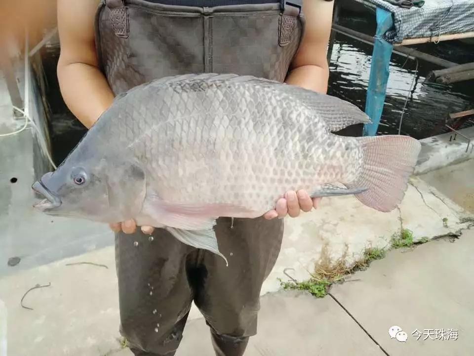 发现美食探寻脆肉罗非鱼之前世今生可火锅煎炒焗焖样样精通