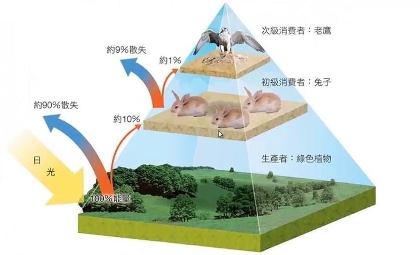 生物链的例子10个图片