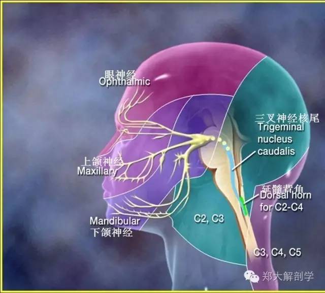 体表神经解剖三叉神经