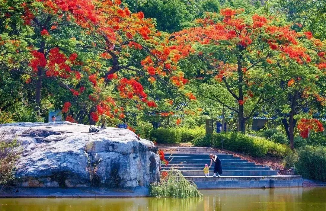 見證鳳凰花開四川省內最大的鳳凰花海與您相約在每個夏天