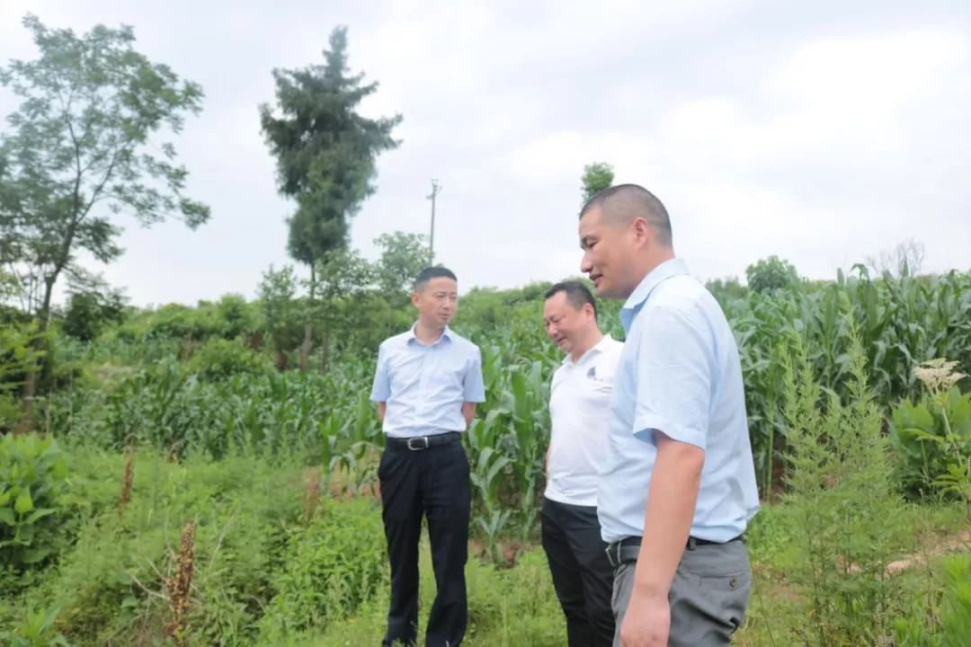 县委常委统战部部长清溪河河长谯小松率队赴秦溪镇开