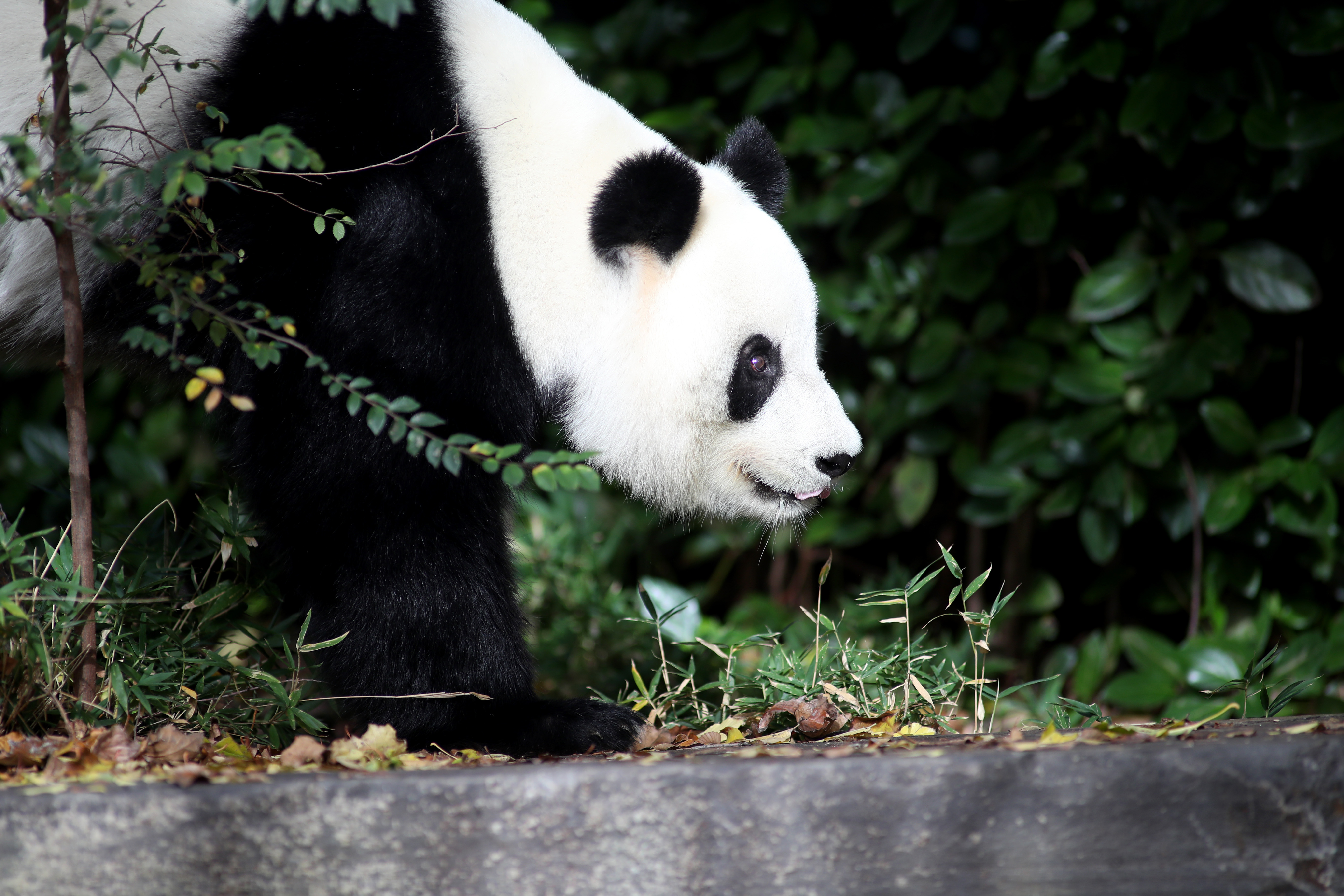 熊猫高清摄影作品图片