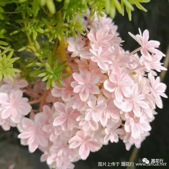 这样,我也是服了,应该以后也这样吧,回来的时候不算丁点小,是带花苞的