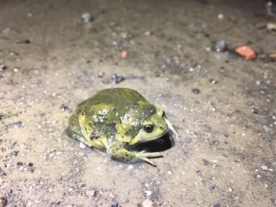 生态恢复北京雨燕飞回来了