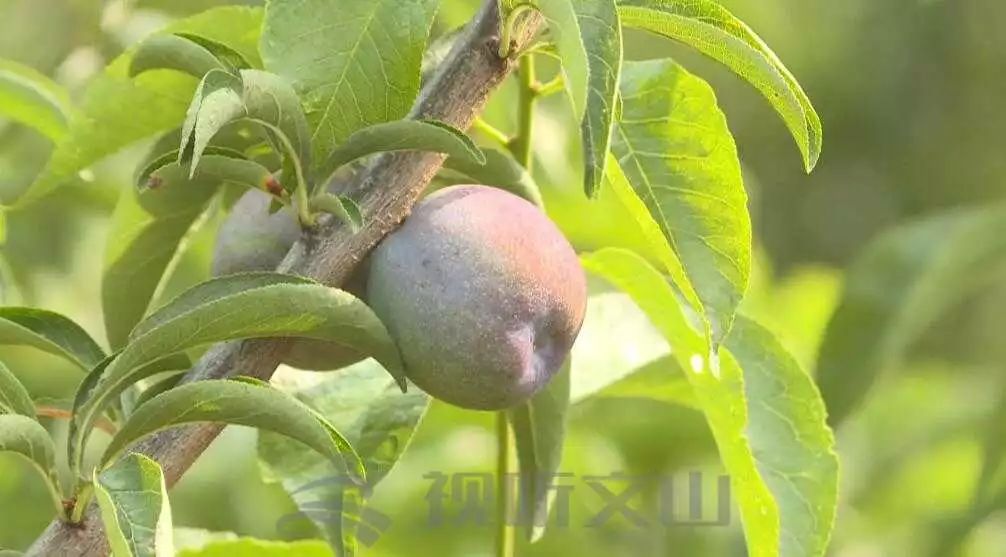 李子果树苗图片大全大图