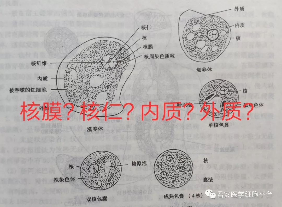 粪便吞噬细胞图片