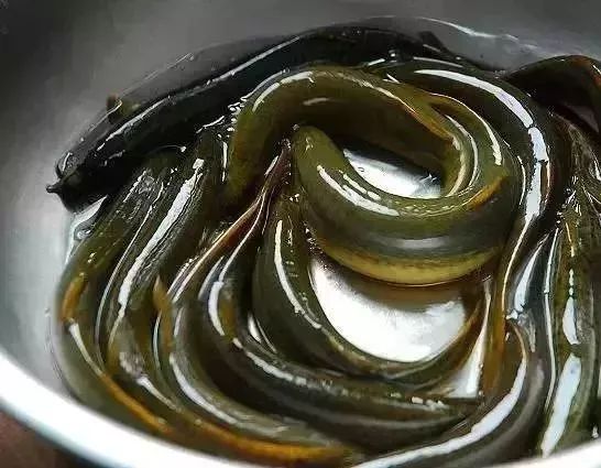 没想到珠海人常抓来吃的这种鱼竟然是水中人参