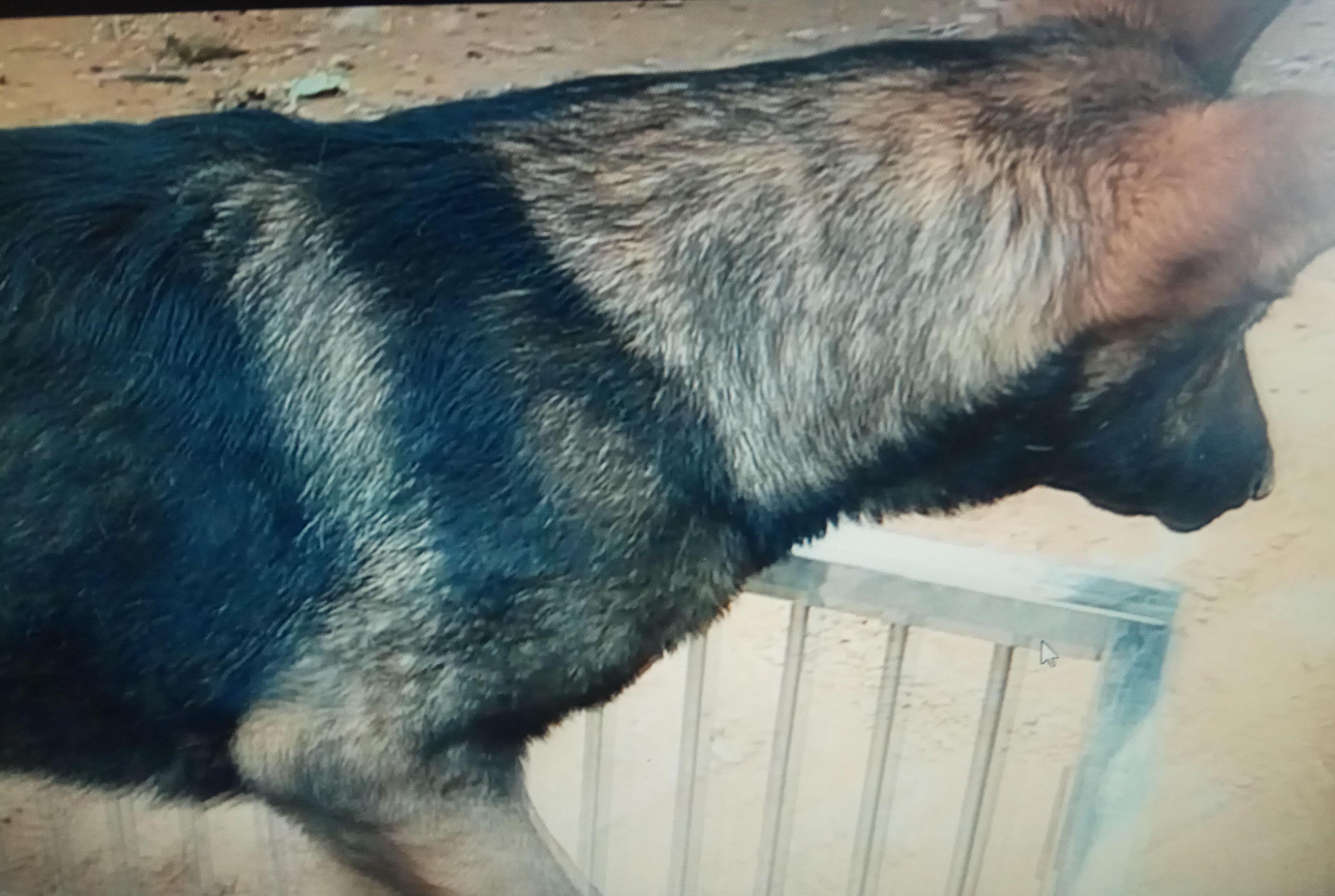 三个小昆仑犬,才三四个月大,但长得和父母一样高了,很漂亮