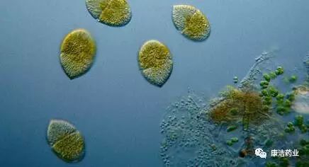 裸甲藻显微镜图图片