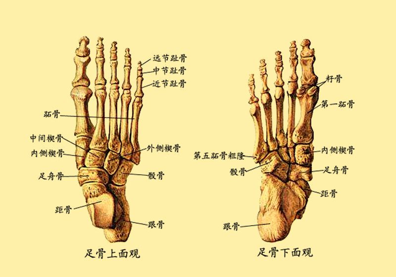 右脚掌骨骼图图片