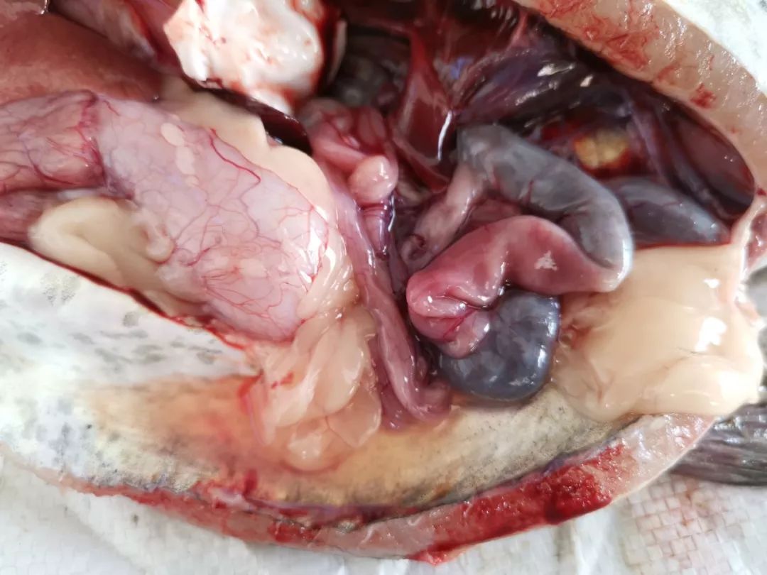 什么引发了叉尾鮰的套肠二