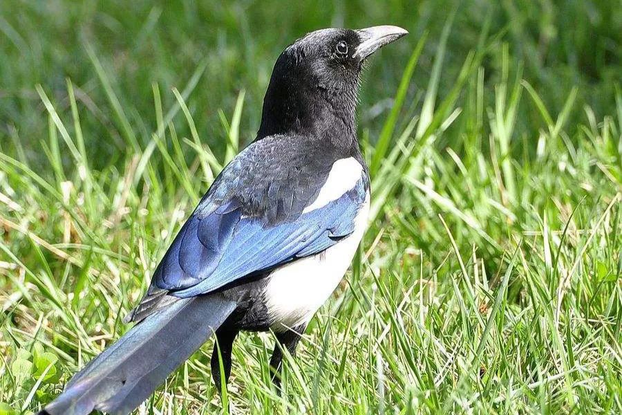 请收下这份倍儿爽的清凉问候_公大心