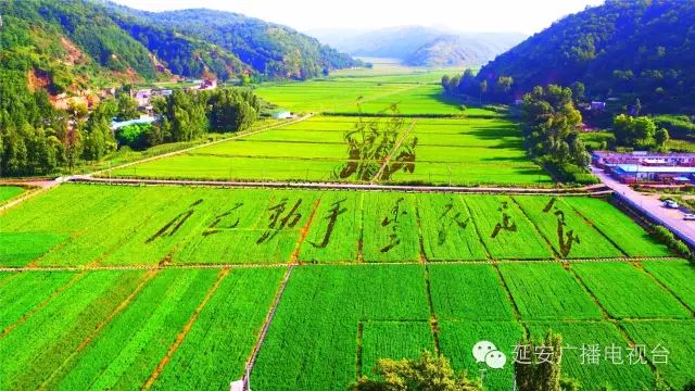 延安南泥灣陝北的好江南遍地插秧忙