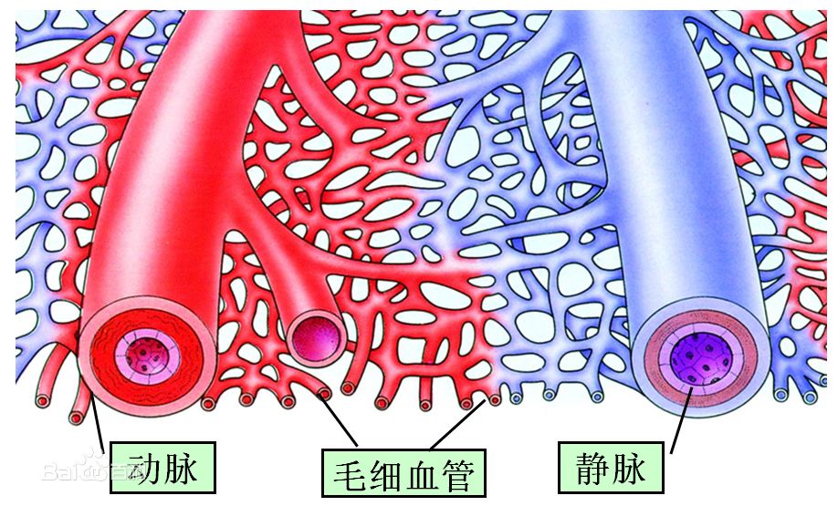 恢复健康七大要素打通微循环可以预防百病