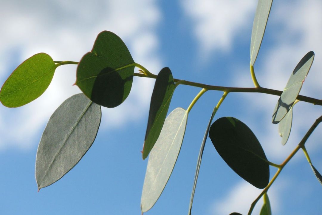 全套澳洲驱蚊装备在身,这个夏天,四米之内寸蚊不生_艾叶