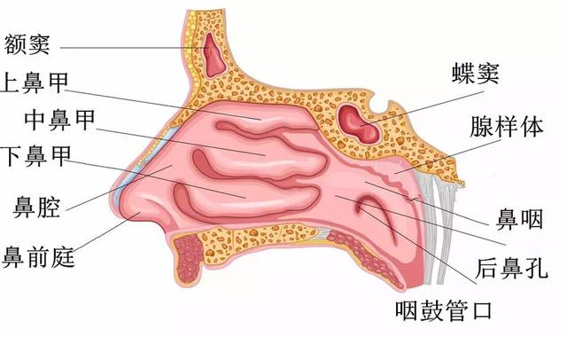 鼻腔三维结构图图片