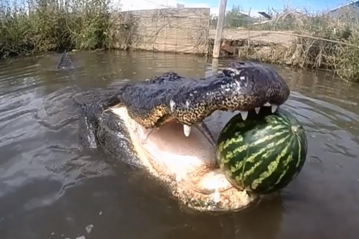 管理员给鳄鱼喂西瓜一口咬爆看得好治愈好过瘾