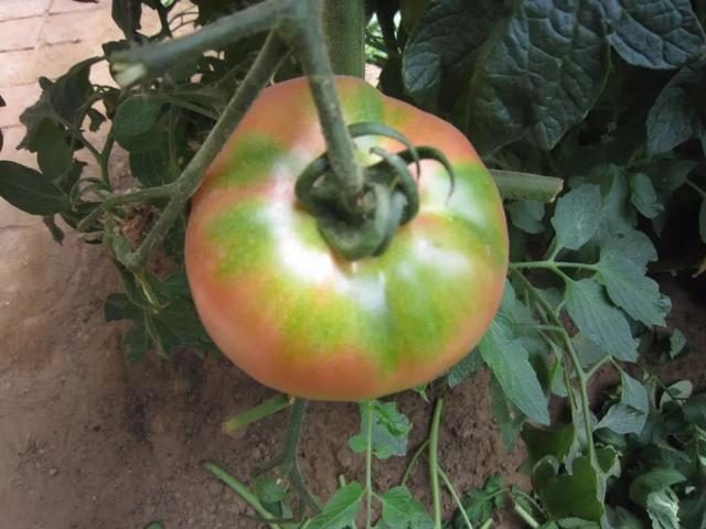 京味儿蔬菜蔬菜里的乡愁之苹果青番茄