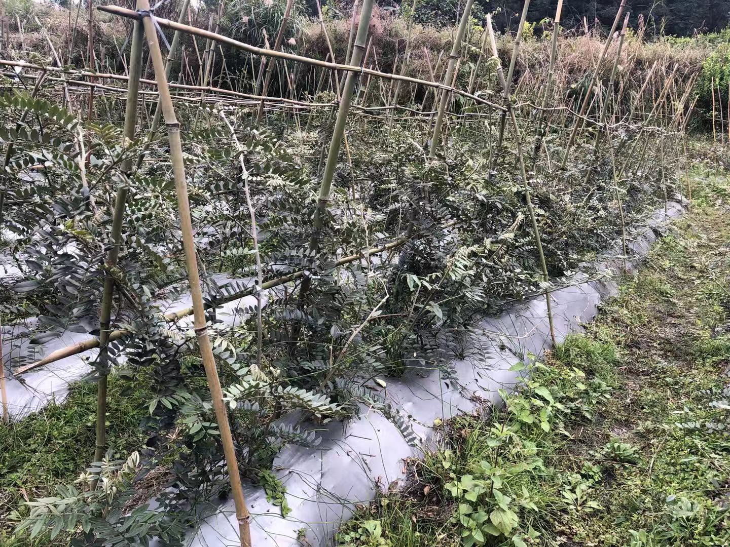 种植示范基地申报广西中药材产业示范基地建设通过市级专家初审_凤山