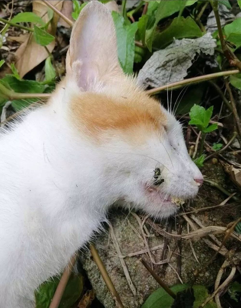 短短6天死了50多只,中大南校的流浪猫到底经历了什么?