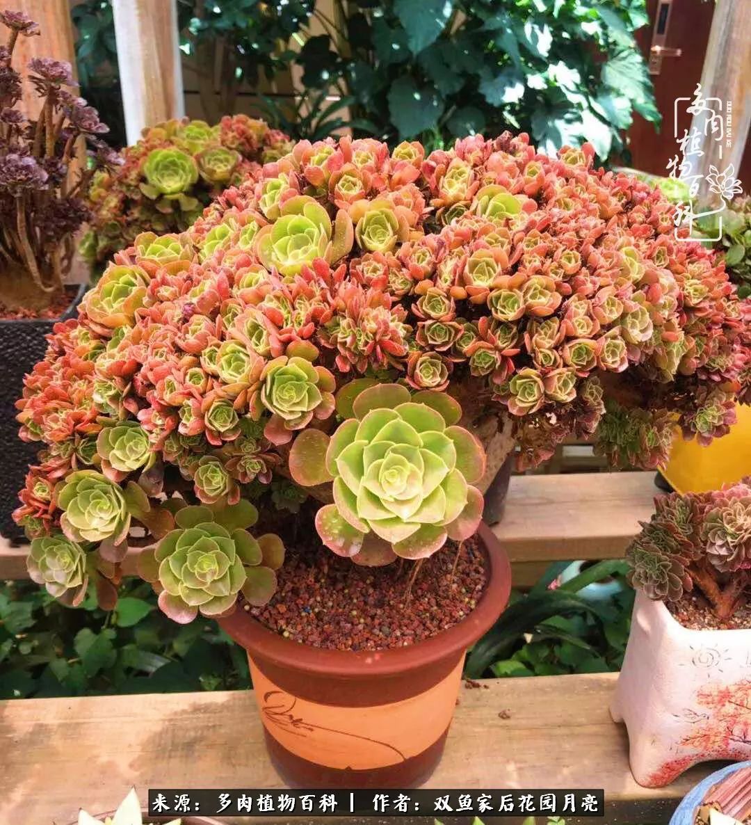 法师朵朵缀,法师中高颜值系列——法师缀化!