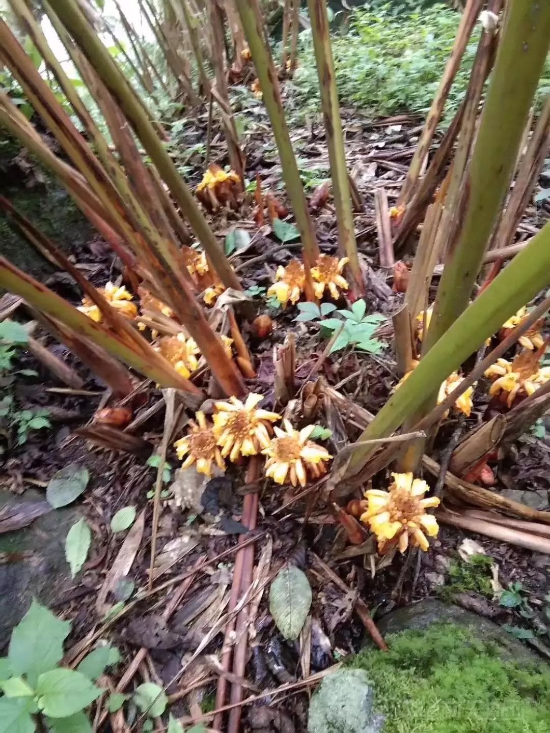 产地追踪旱情袭来草果行情振荡商家众说纷纭