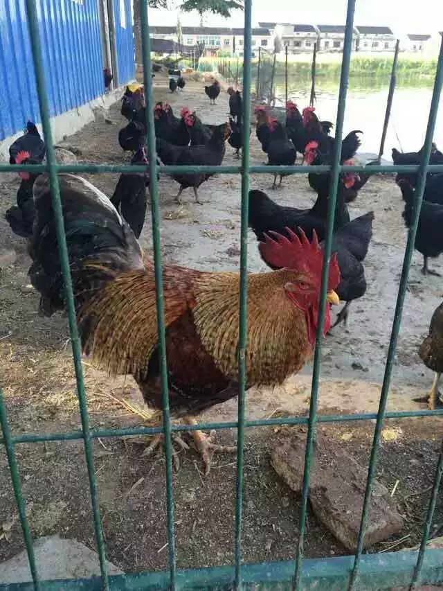 小港吃货指南!不点催熟剂的黑!番!茄!开始采摘啦