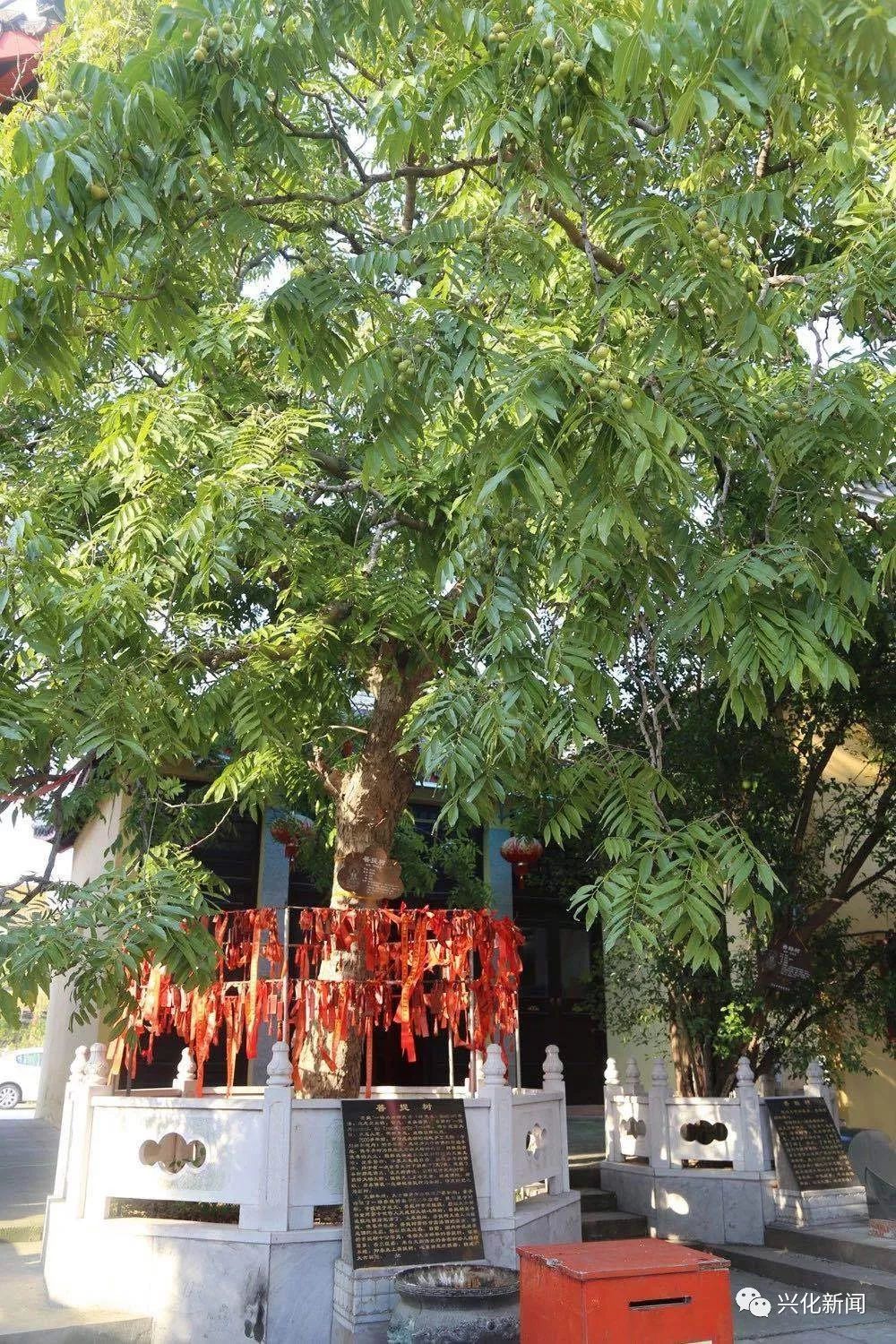 沙沟:打造大士禅林文化产业园