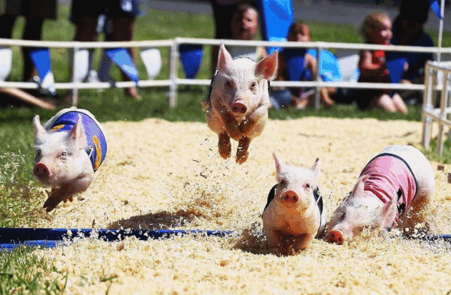 小猪跑的动态图片图片