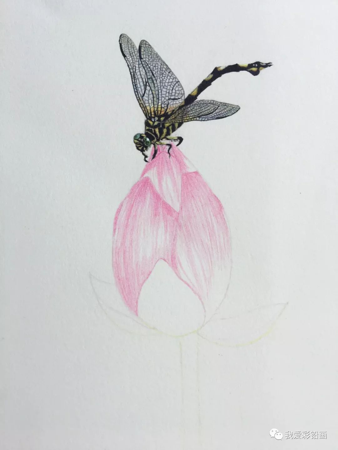 手把手教你画彩铅小荷才露尖尖角早有蜻蜓立上头