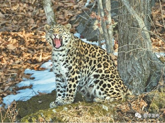 山西和顺:打造良好生态让华北豹种群不断壮大