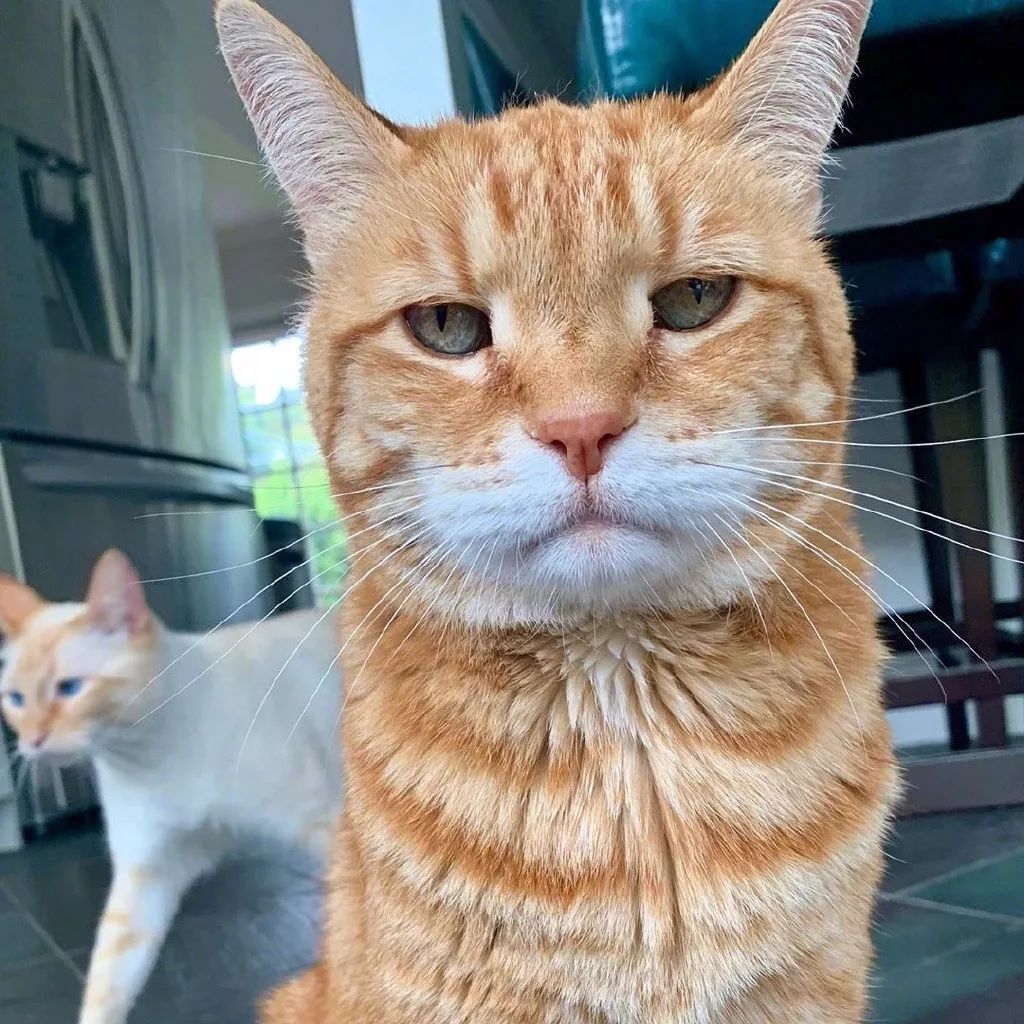 暴躁猫咪sherman,像不像被迫早起的你本人?