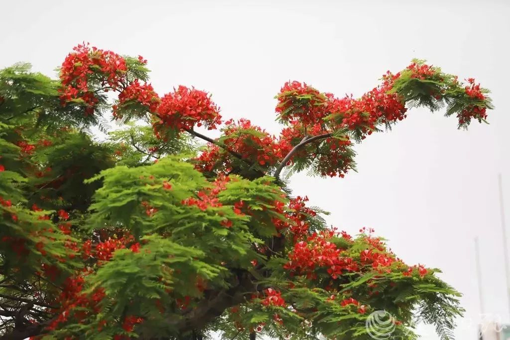 超美航拍5月的廈門就這樣被火紅的鳳凰花承包了