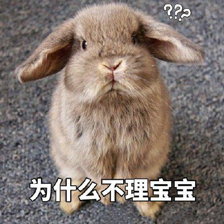 小兔子表情包你的小可爱上线了