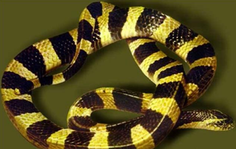 农村野外的金环蛇比银环蛇数量多为啥还有人说金贵过银呢