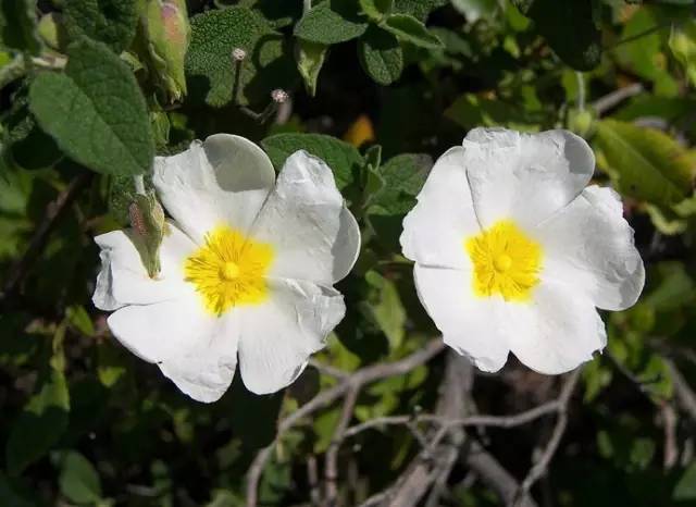 岩蔷薇cistus学名:cistus ladanifer科属名:半日花科岩蔷薇属花语