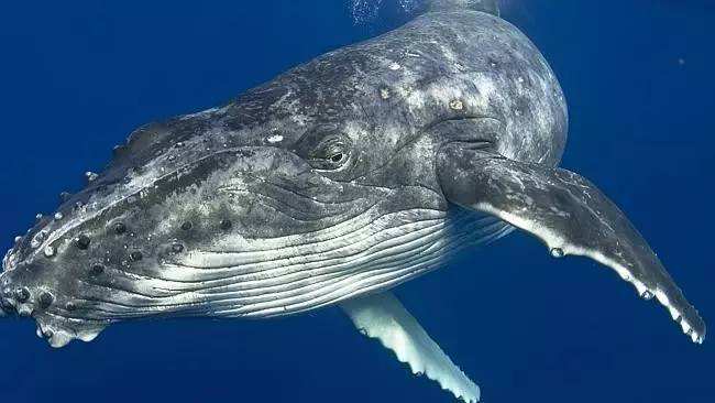 鲸真的是海洋中体型最大的动物