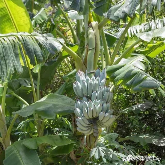 香蕉界的蒂凡尼拥有香草冰淇淋口感的蓝色爪哇香蕉