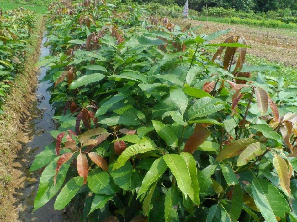 生土長的芒果果實或種子(多胚品種),如湛江土芒,海南土芒,廣西扁桃芒