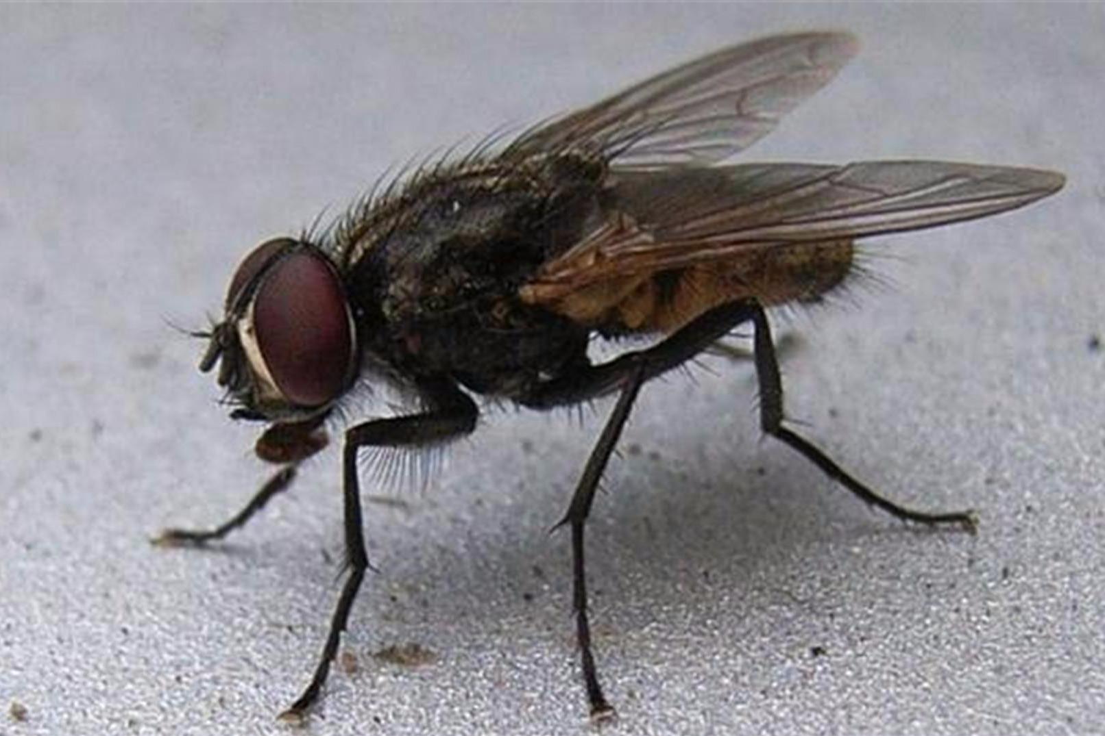 家里有苍蝇很苦恼,只需角落里放点"它",家里一只苍蝇都没有!