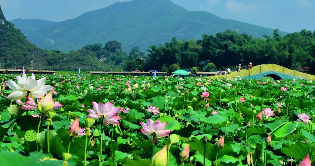 领队西哥成行1789日九龙峰林小镇荷花节峰林荷花相约溶洞体验惊险玻璃