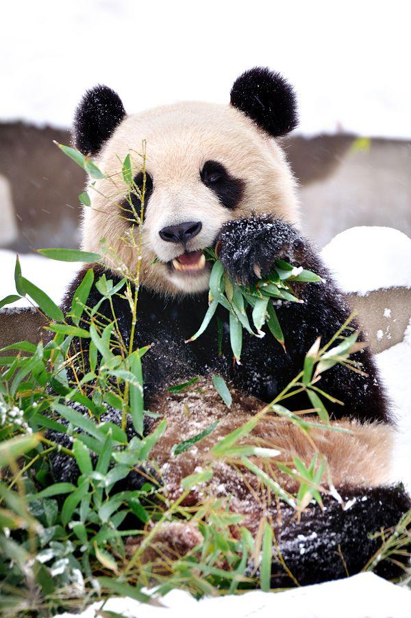 最丰富的国家之一具有代表性的中国本土物种1本周末,带上家人来动物园