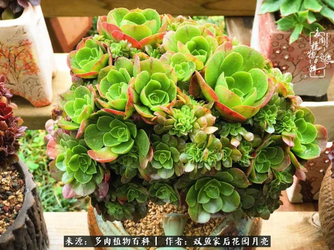 法师朵朵缀,法师中高颜值系列——法师缀化!