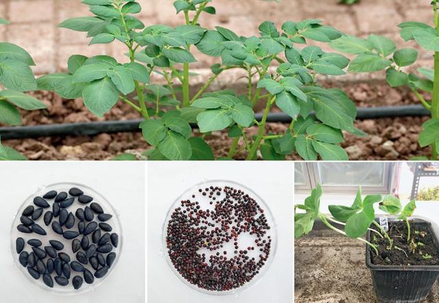 原创月球上第一片绿叶这是全人类第一次在月球上做生物实验